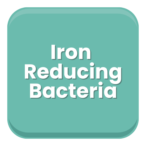 Iron Reducing Bacteria