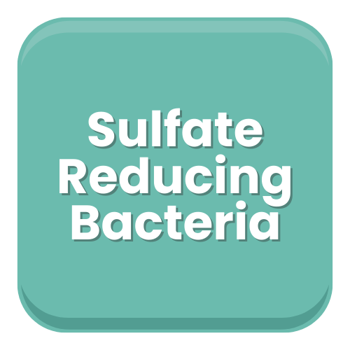 Sulfate Reducing Bacteria