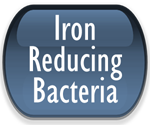 Iron Reducing Bacteria