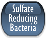 Sulfate Reducing Bacteria